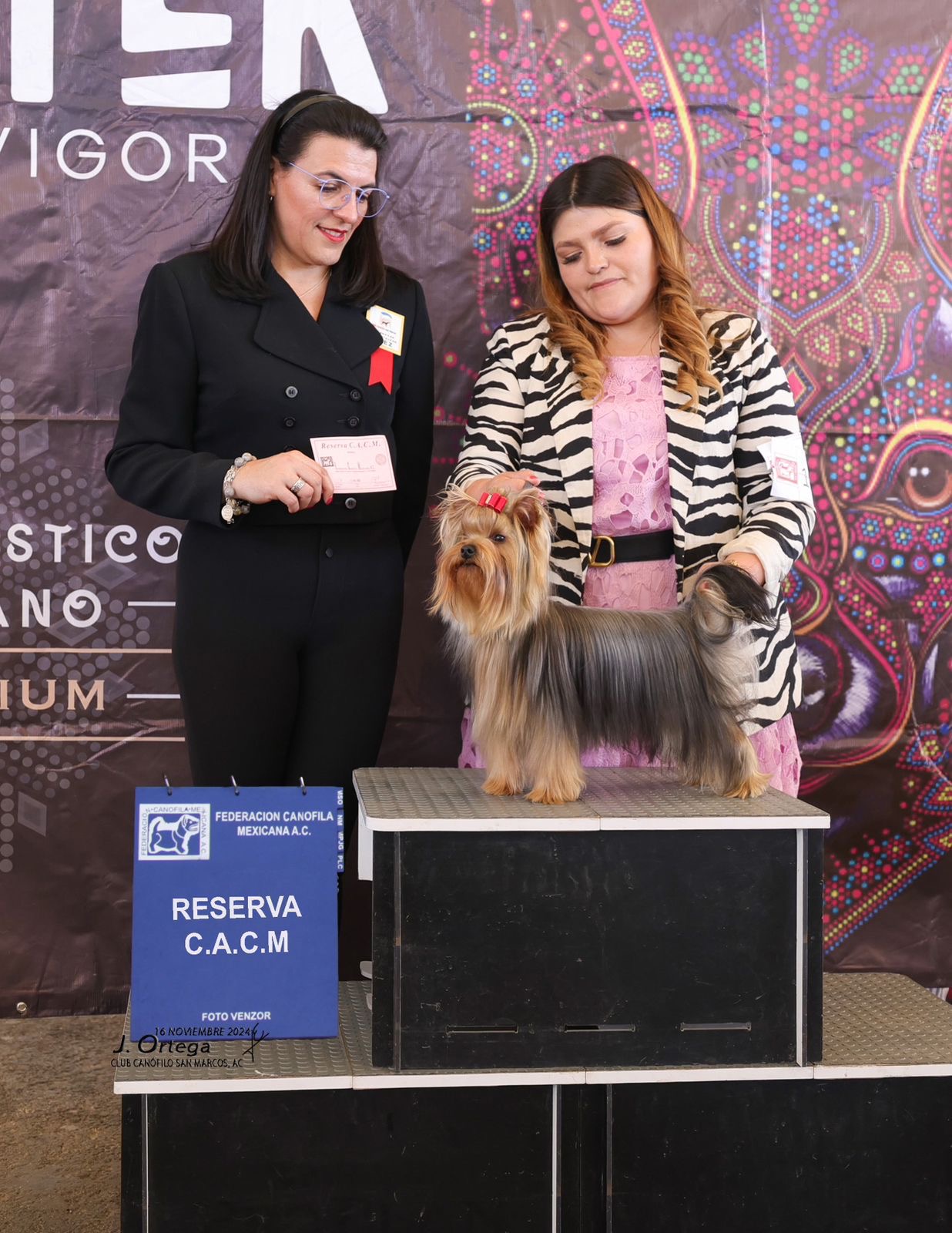  Rio de Luna Bijou — Labaza DogPedigree YorkshireTerrier